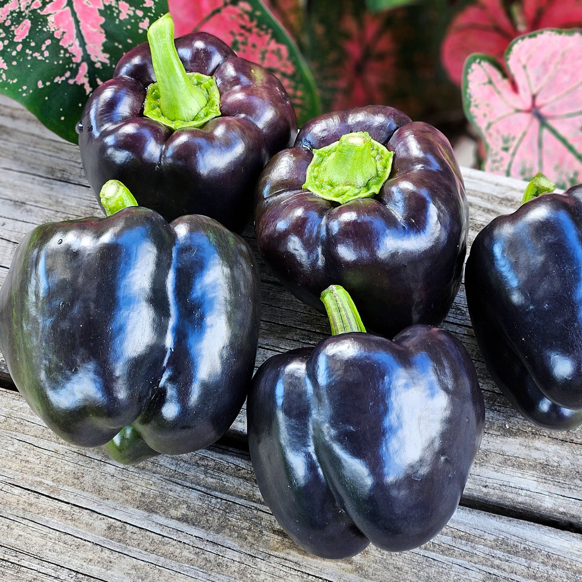 Pepper, Sweet, Merlot Hybrid