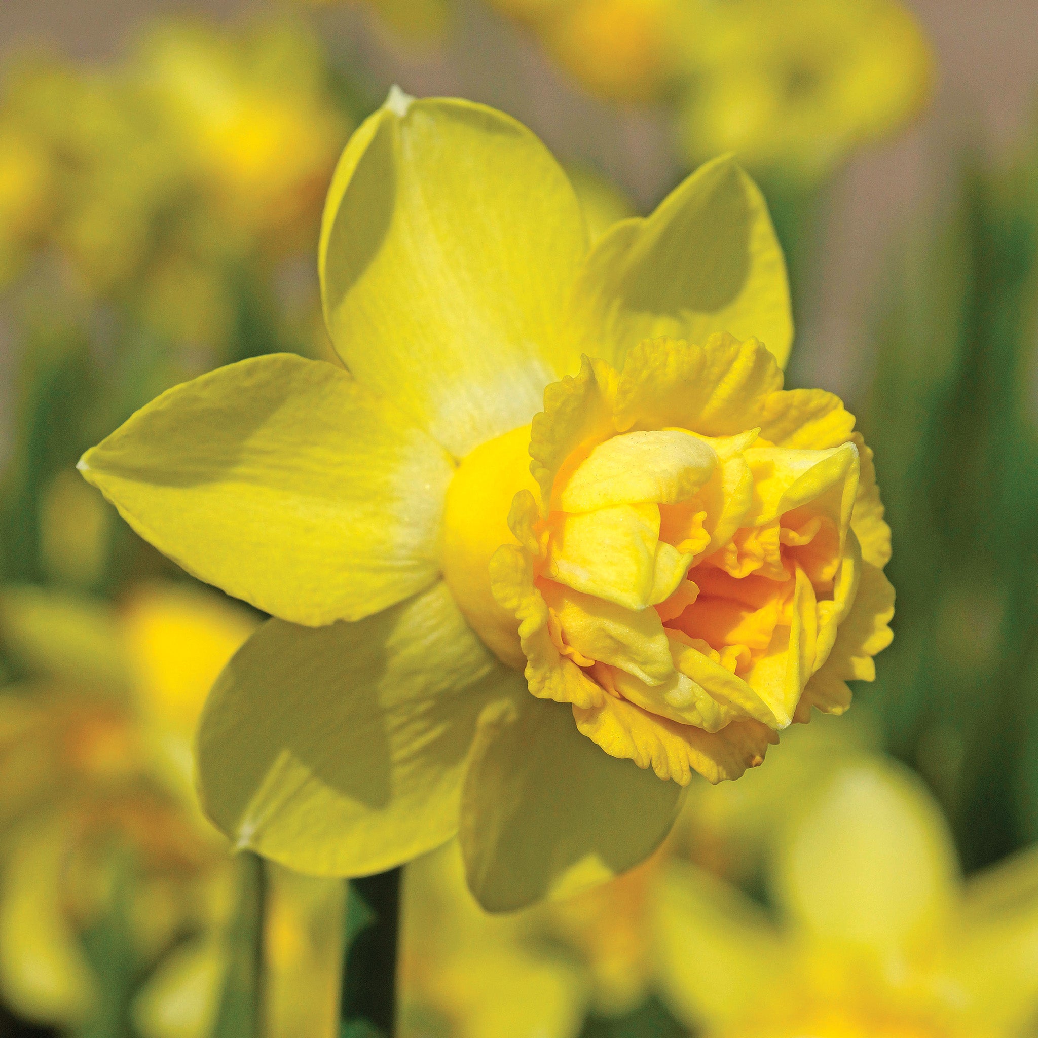 Daffodil, Milena, 10 Pack