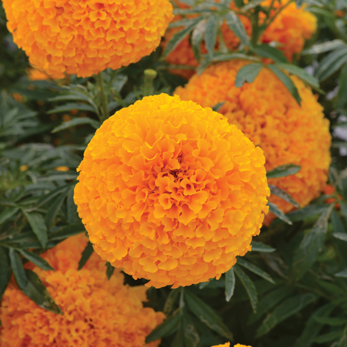 Marigold, Hedge-Mary Orange Hybrid