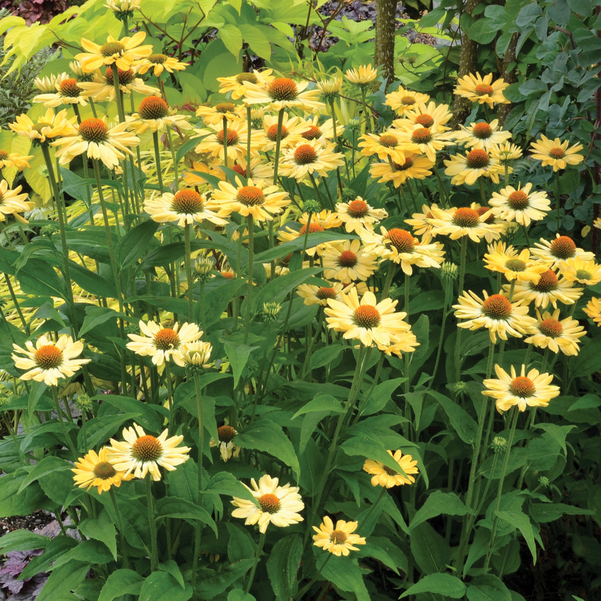 Echinacea, Prairie Pillars™ Aloha