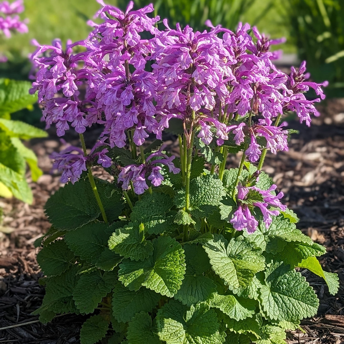 Stachys, Punky Purple