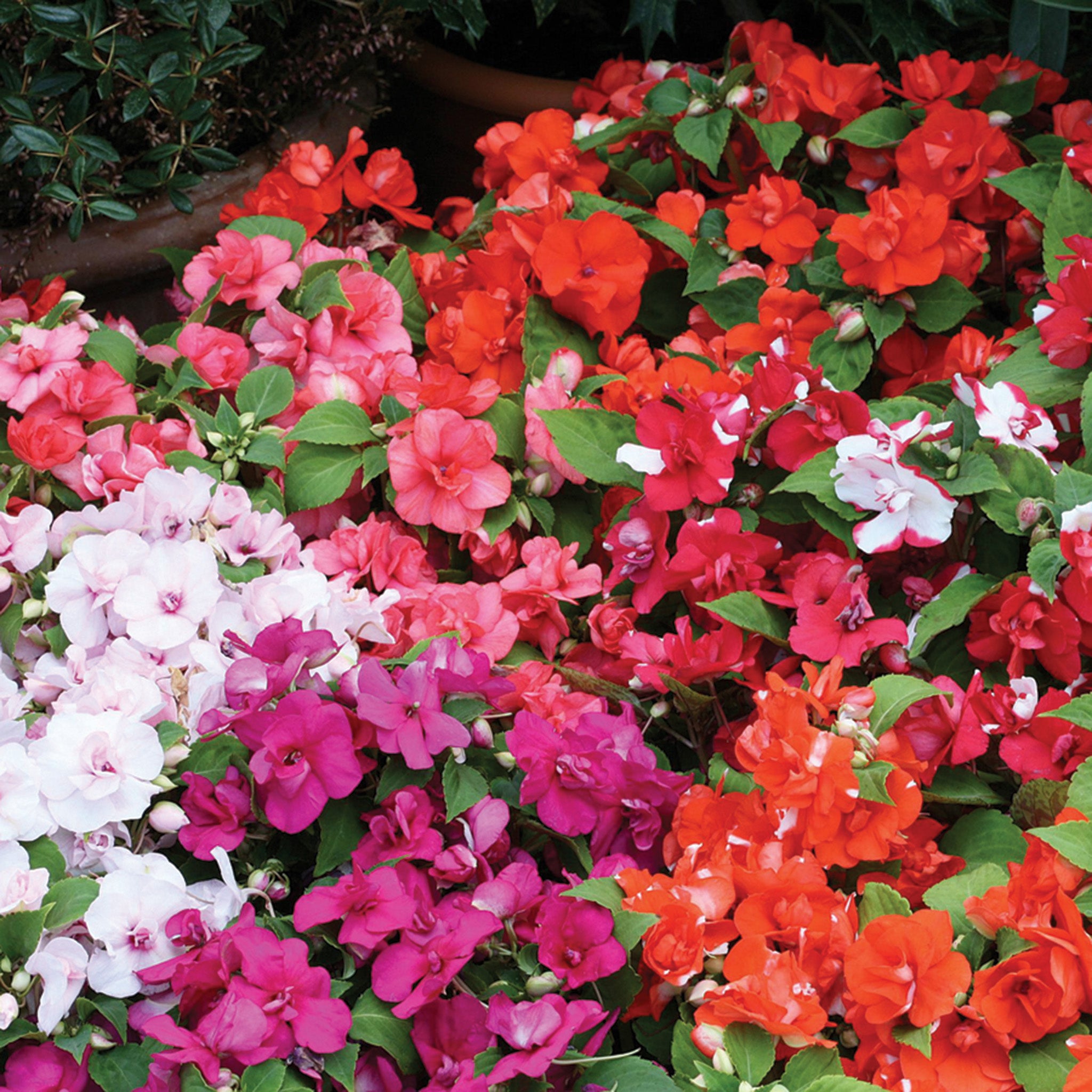 Impatiens, Athena™ Mix Hybrid