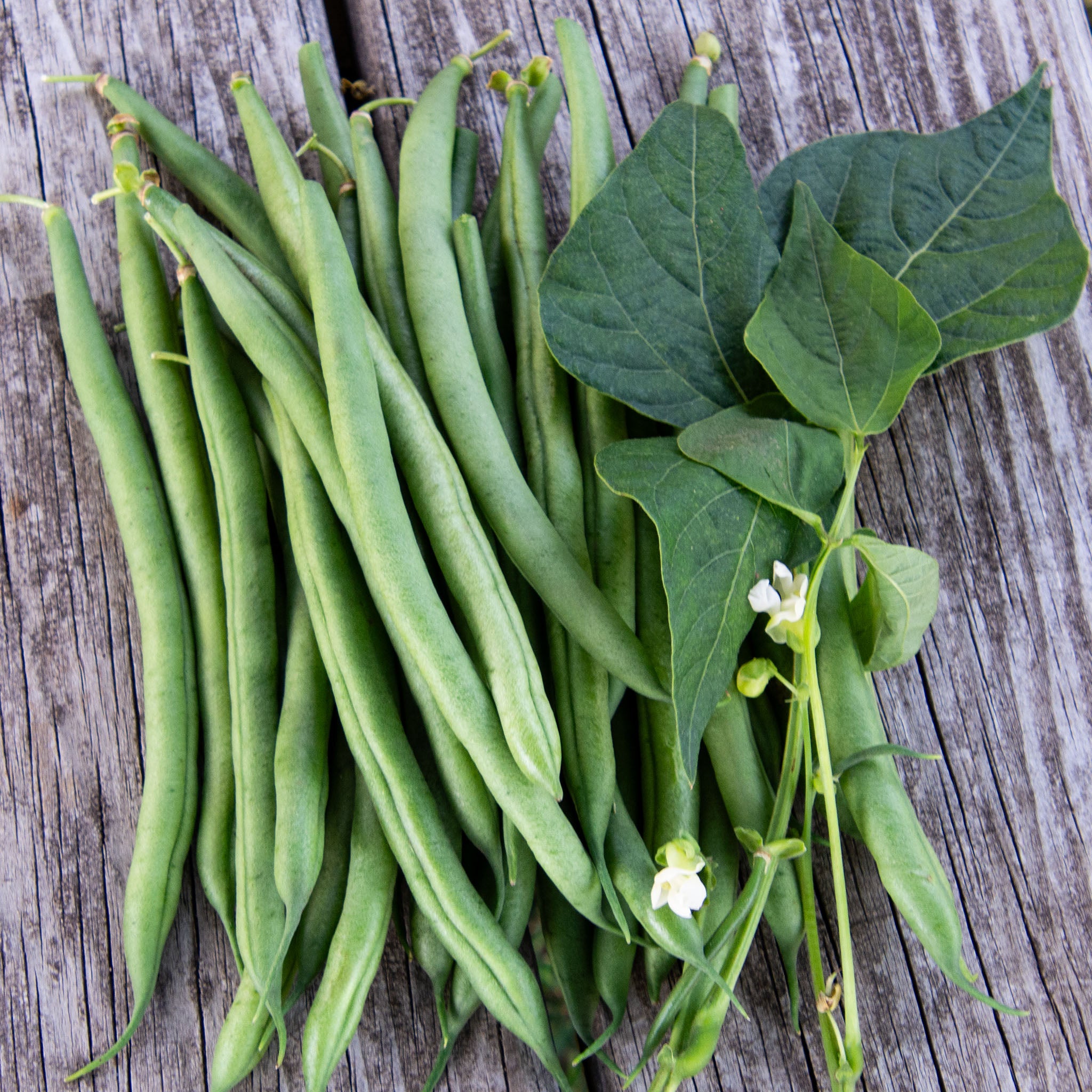 Bean, Bush, Blue Lake Superior