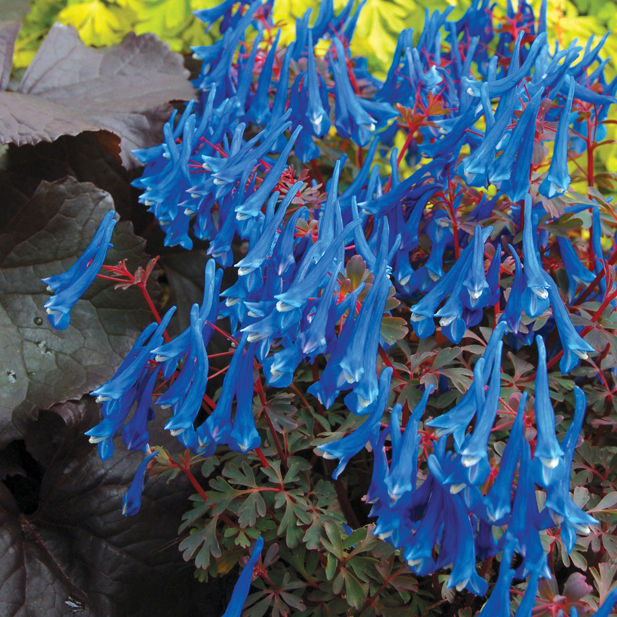 Corydalis, Blue Heron