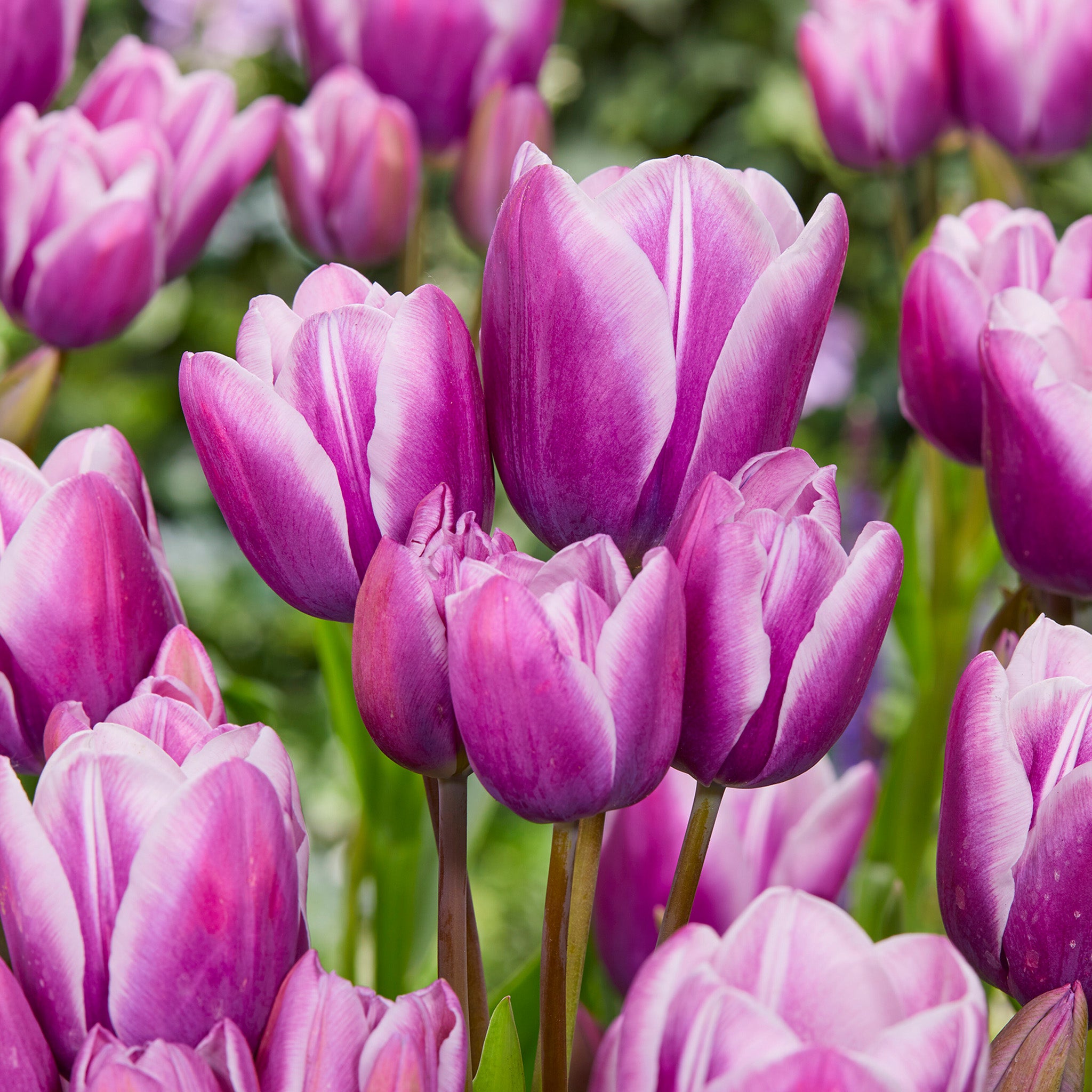 Tulip, Purple Elegance, 10 Pack