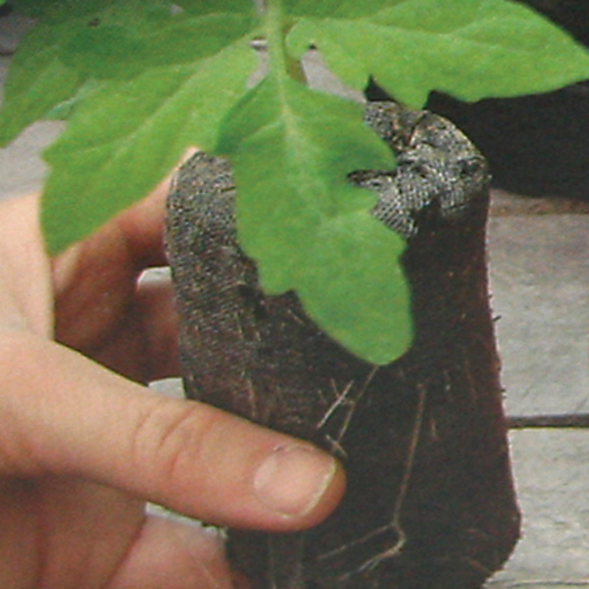 Jiffy-7® Plant Starters, Super-Size
