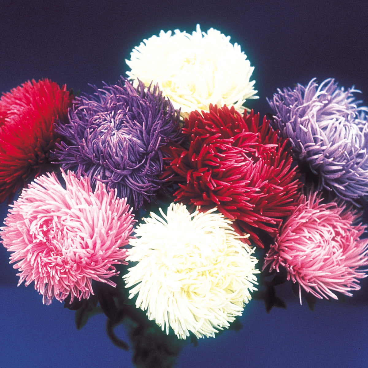 Aster, Seastar Mix