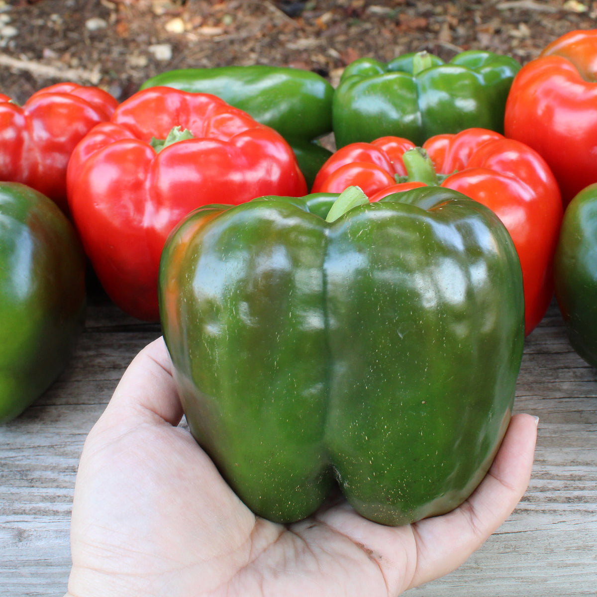 Pepper, Sweet, Big Stack S10® Hybrid