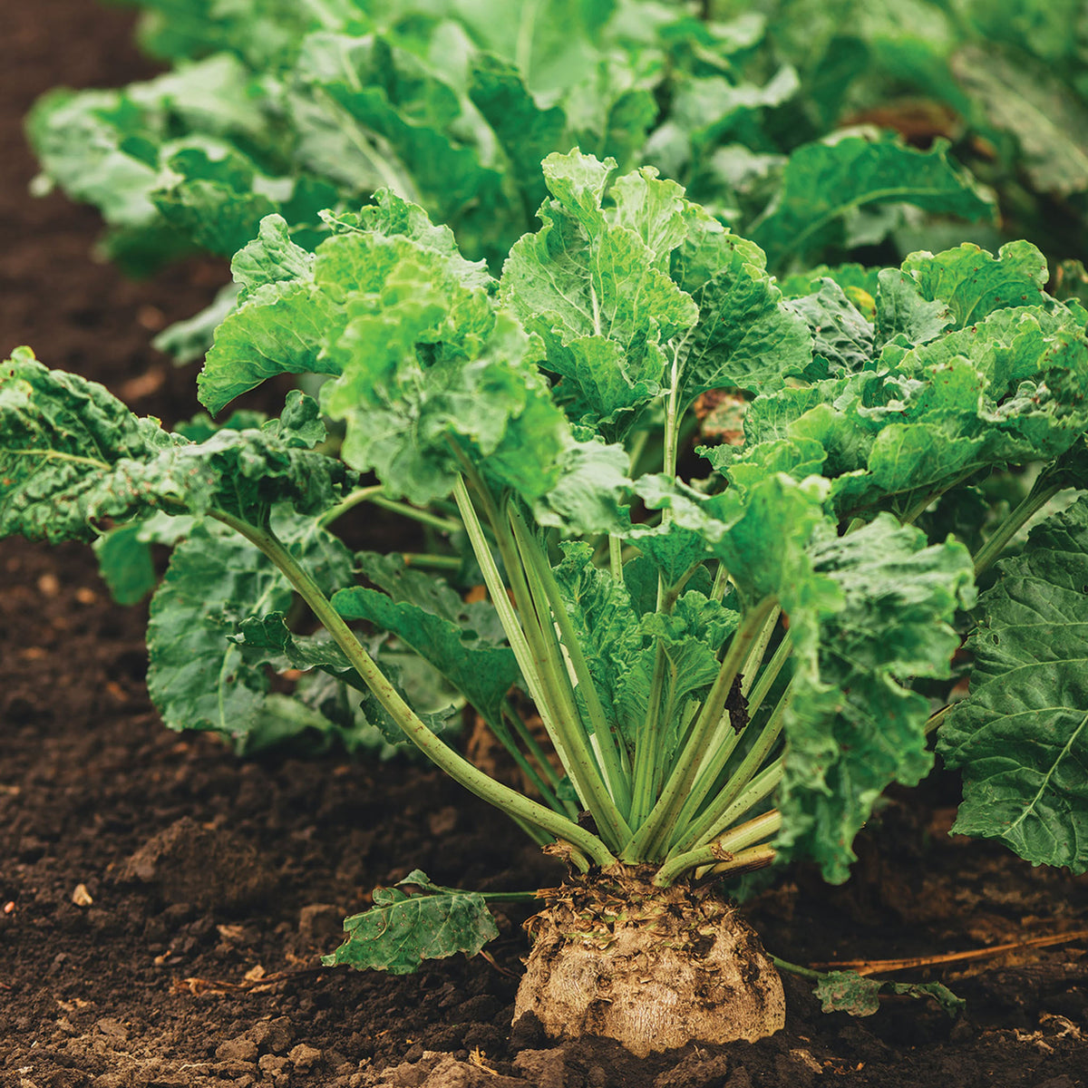 Sugar Beet, Newbie