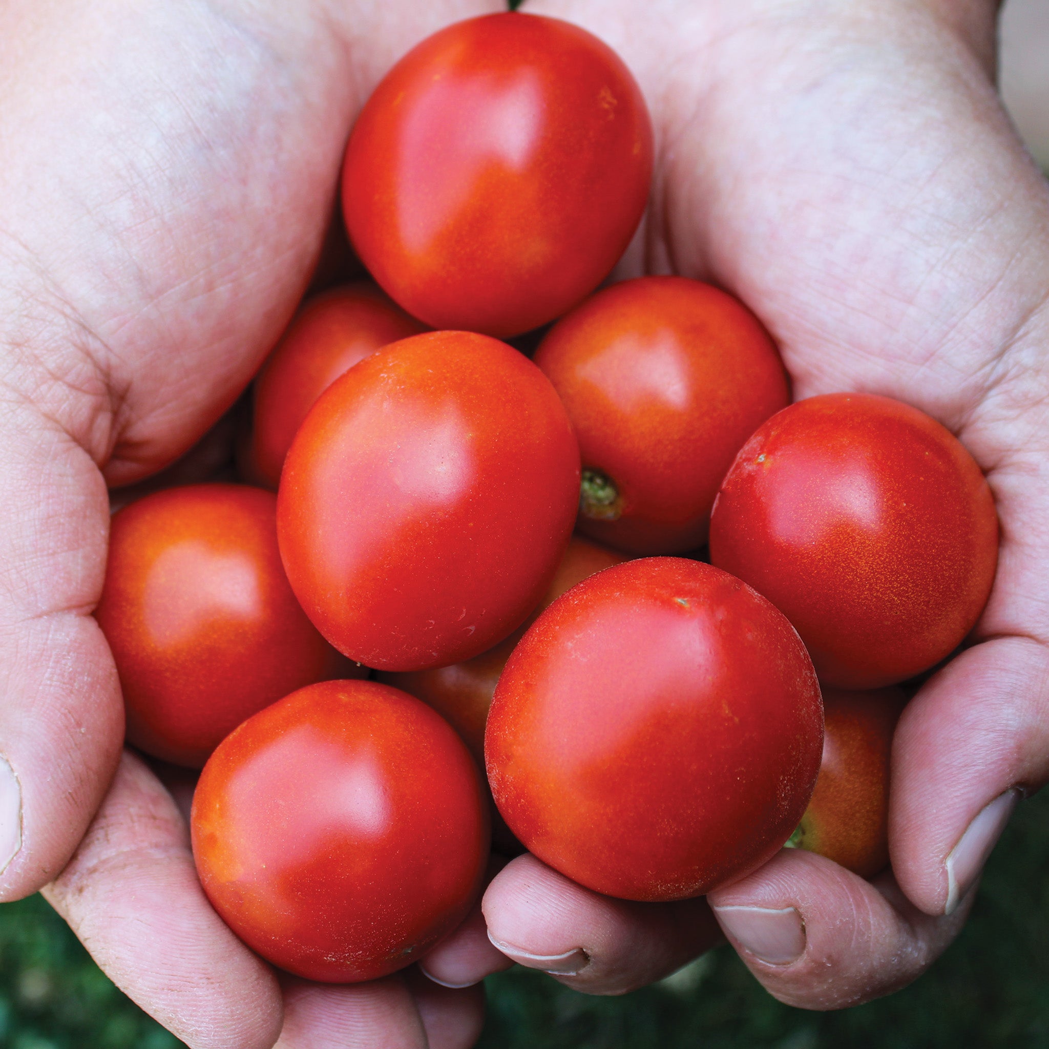 Tomato, 42-Day