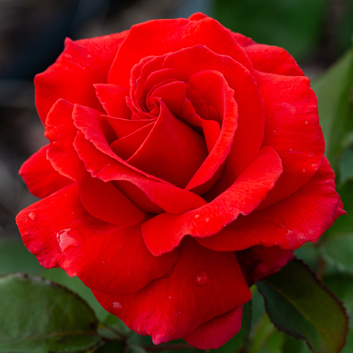 Rose, Hybrid Tea, Fragrant Cloud
