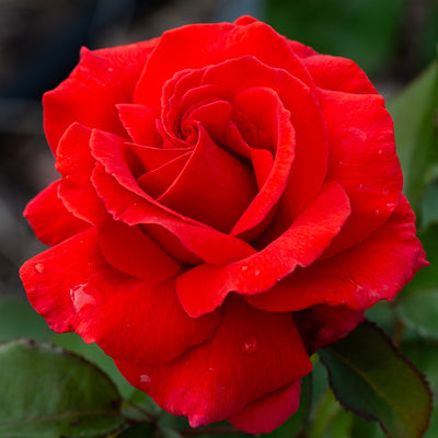 Rose, Hybrid Tea, Fragrant Cloud