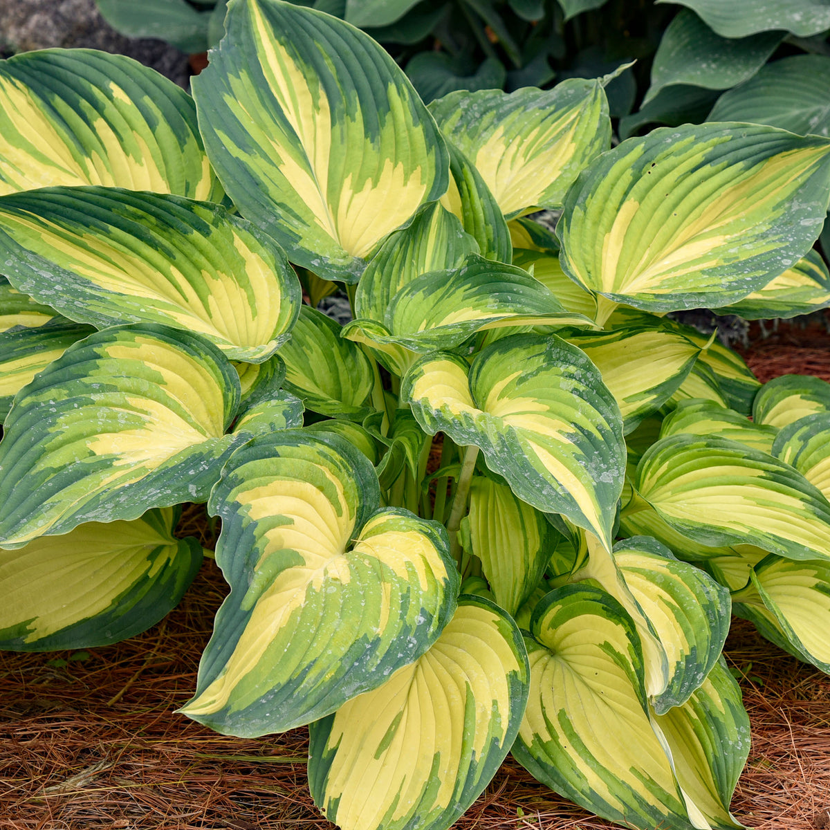 Hosta, My Fair Lady