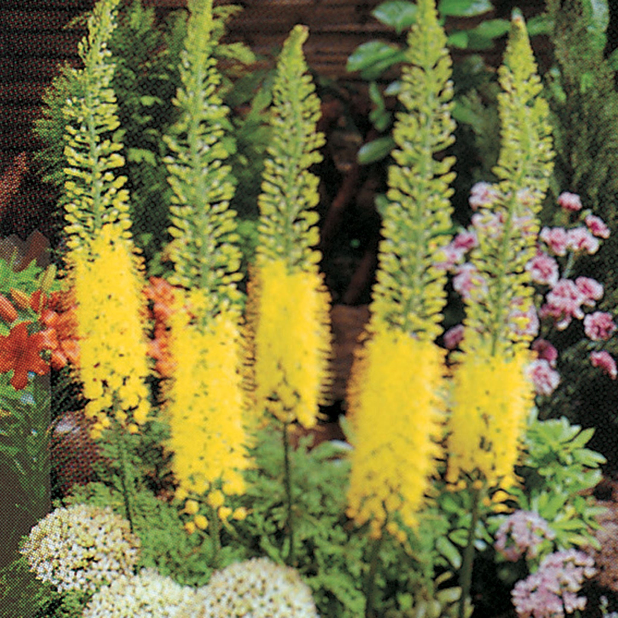 Foxtail Lily, Bungei, 5 Pack