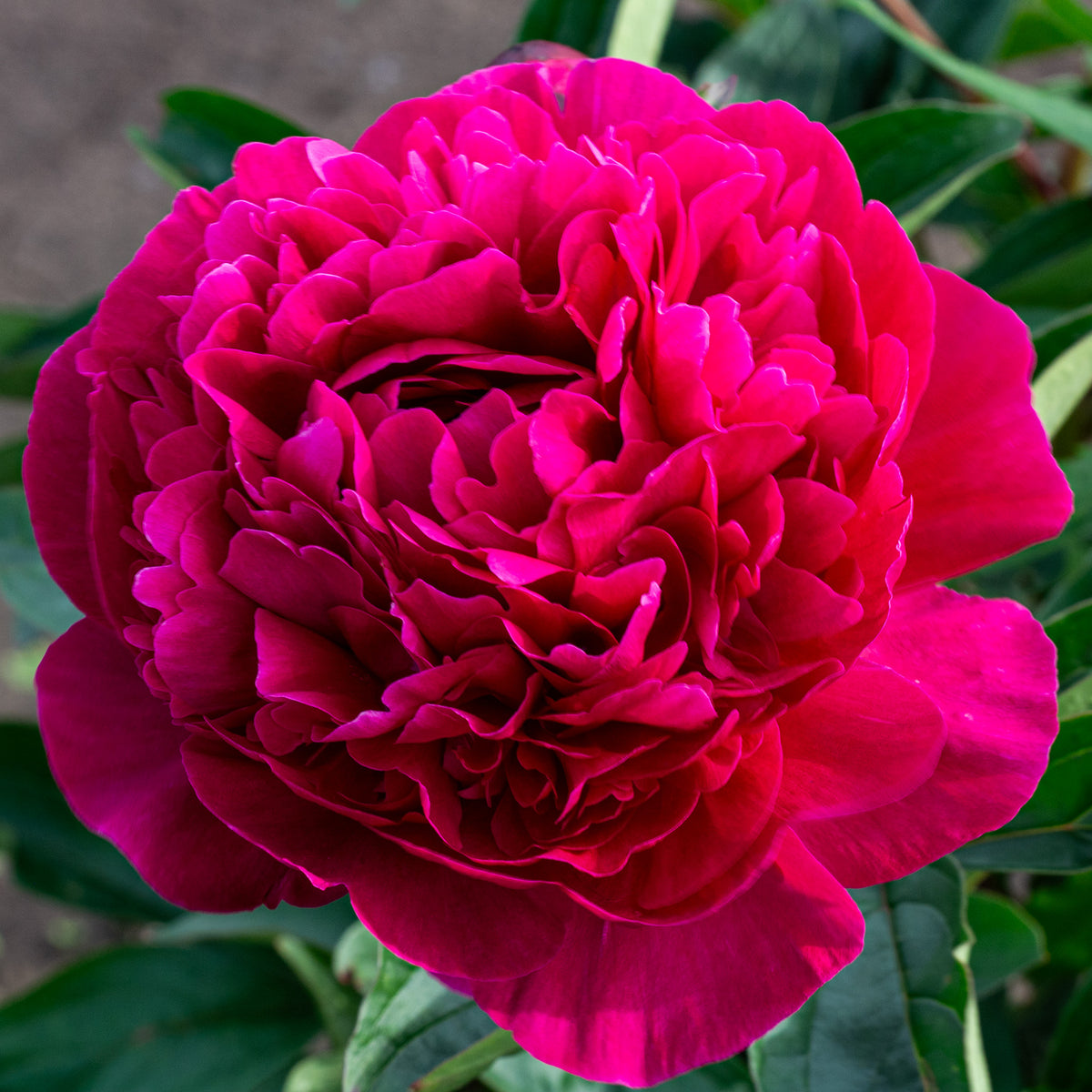 Peony, Kansas