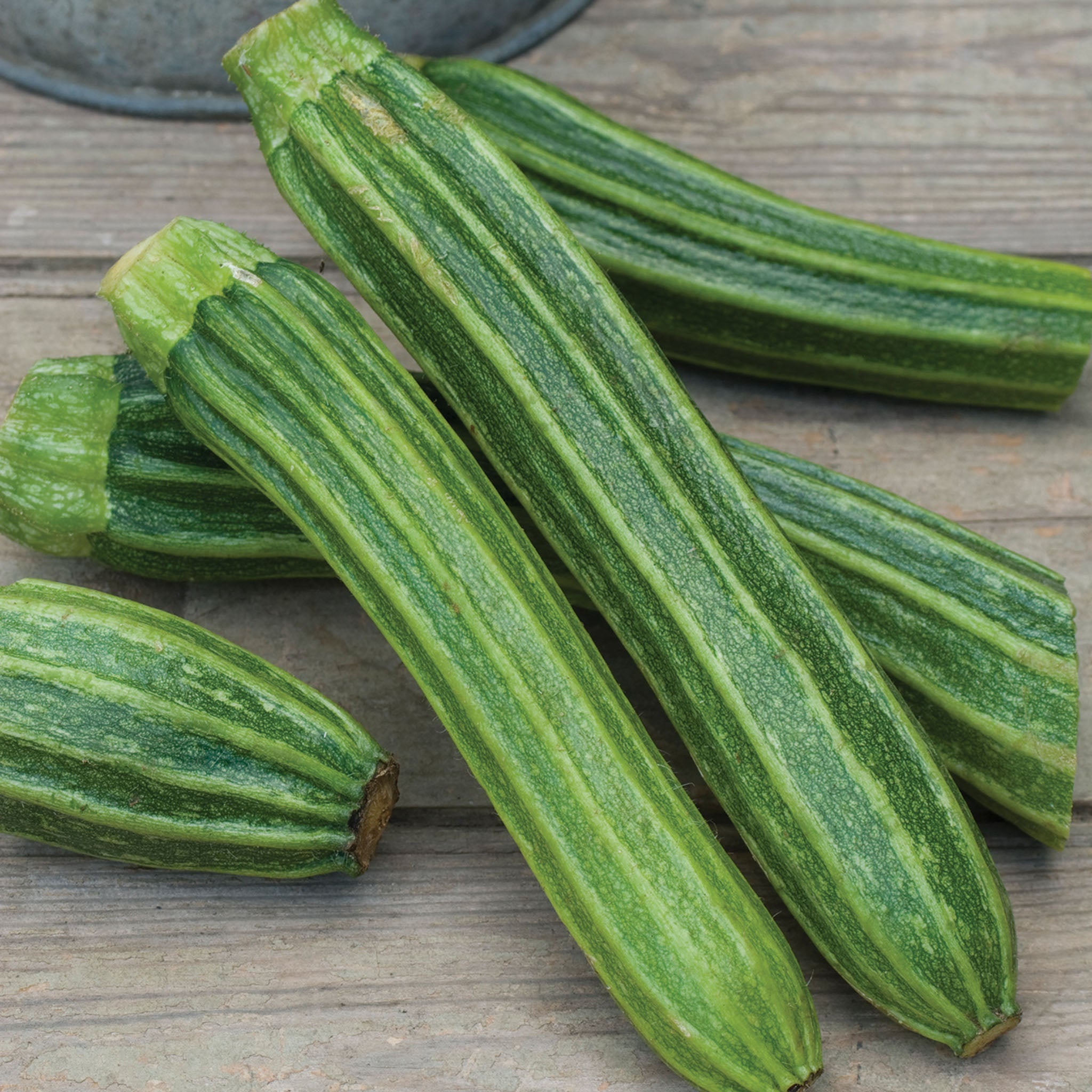 Squash, Summer, Latino Hybrid