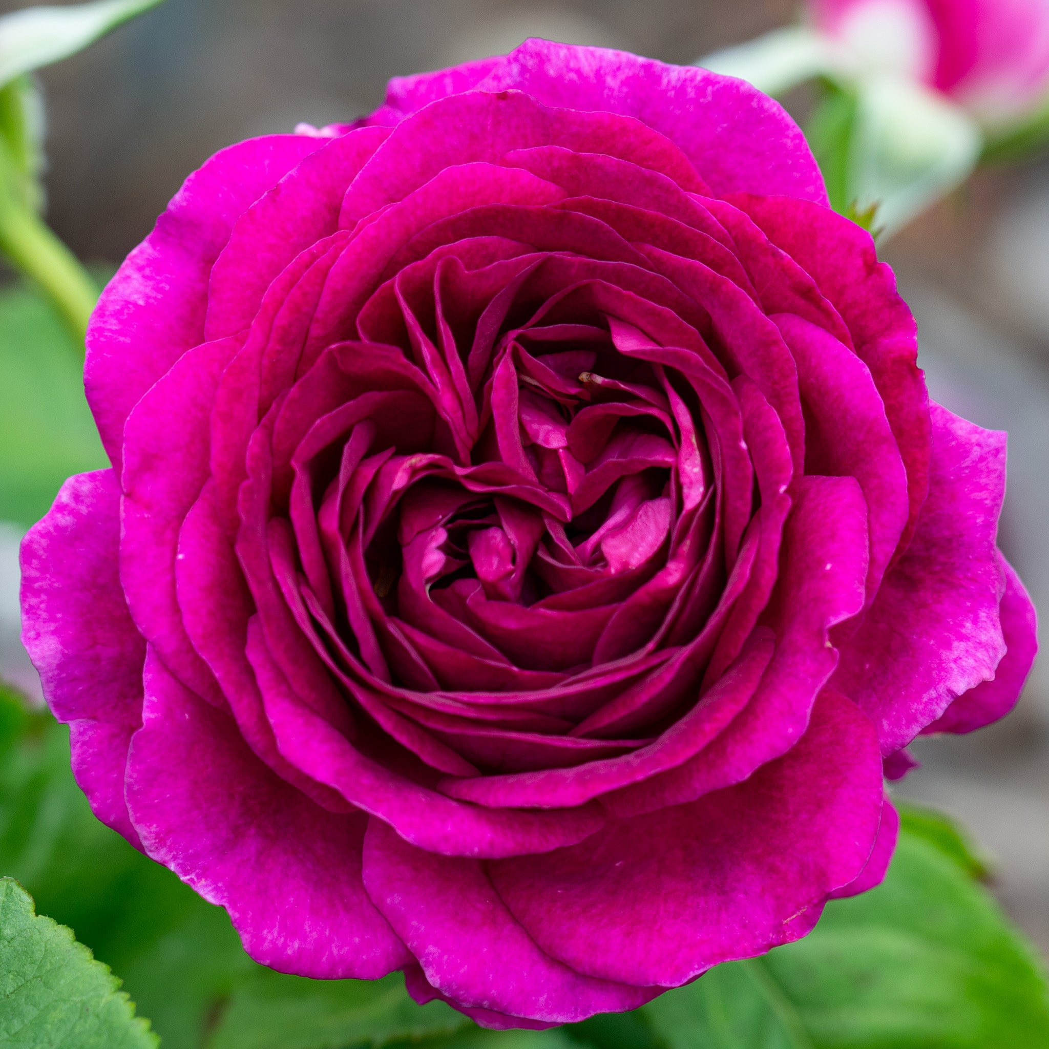 Rose, Grandiflora, Twilight Zone