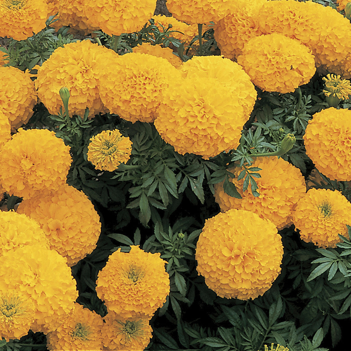 Marigold, Inca II™ Gold