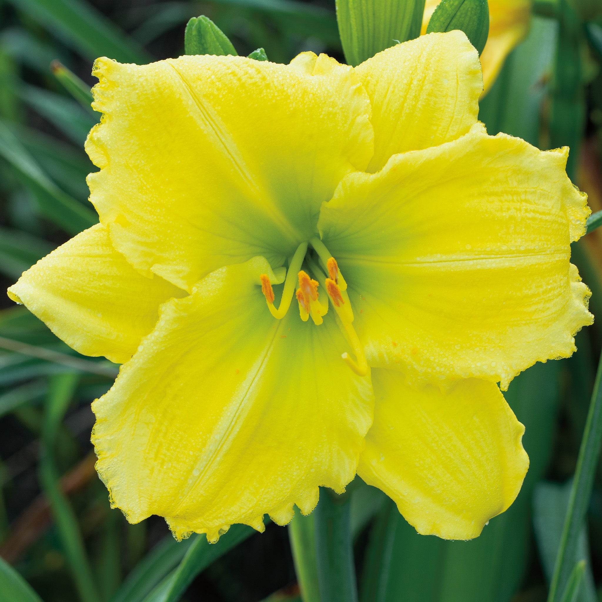 Daylily, Beauty to Behold