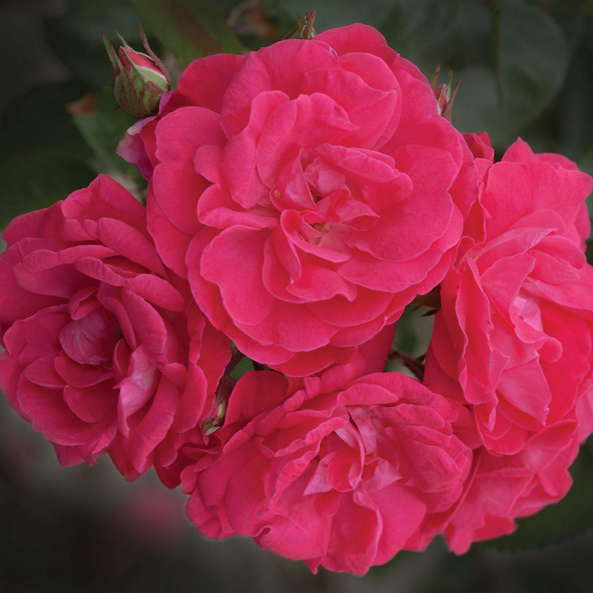Rose, Shrub, Party Hardy®