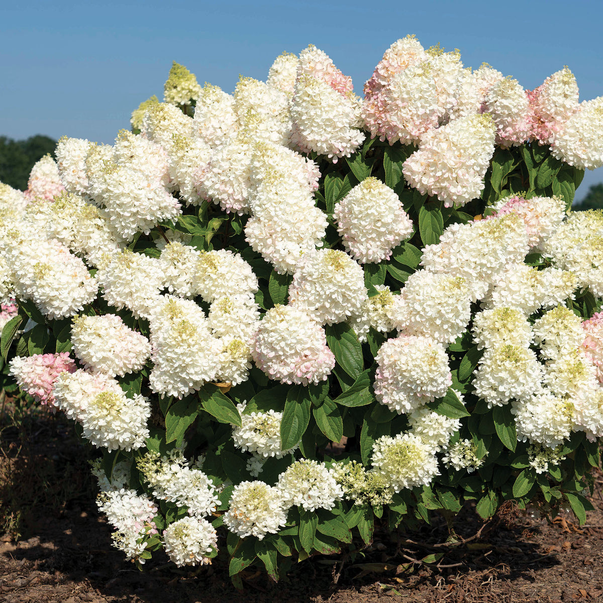 Hydrangea, Sweet Starlight™