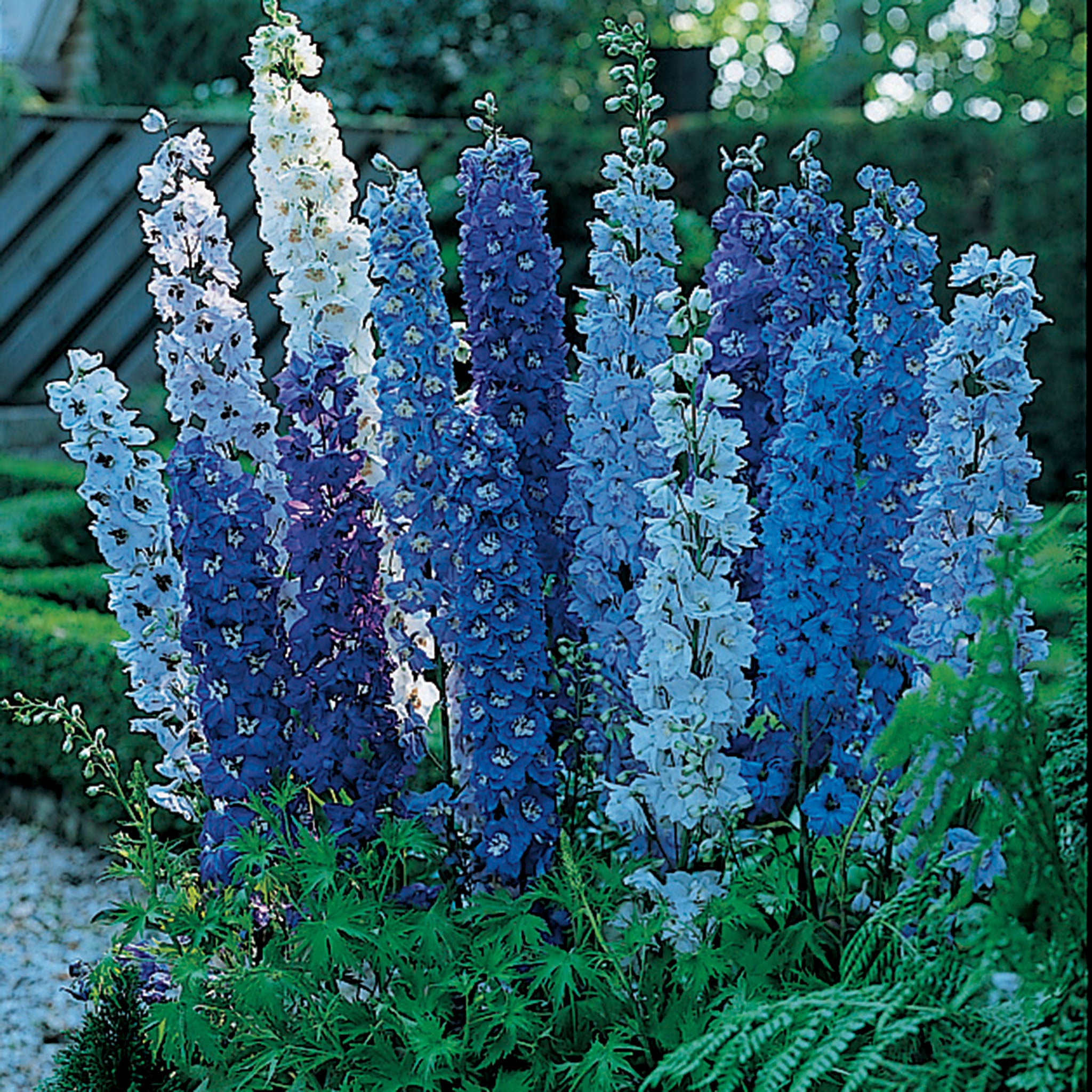 Delphinium, Blue Fountains