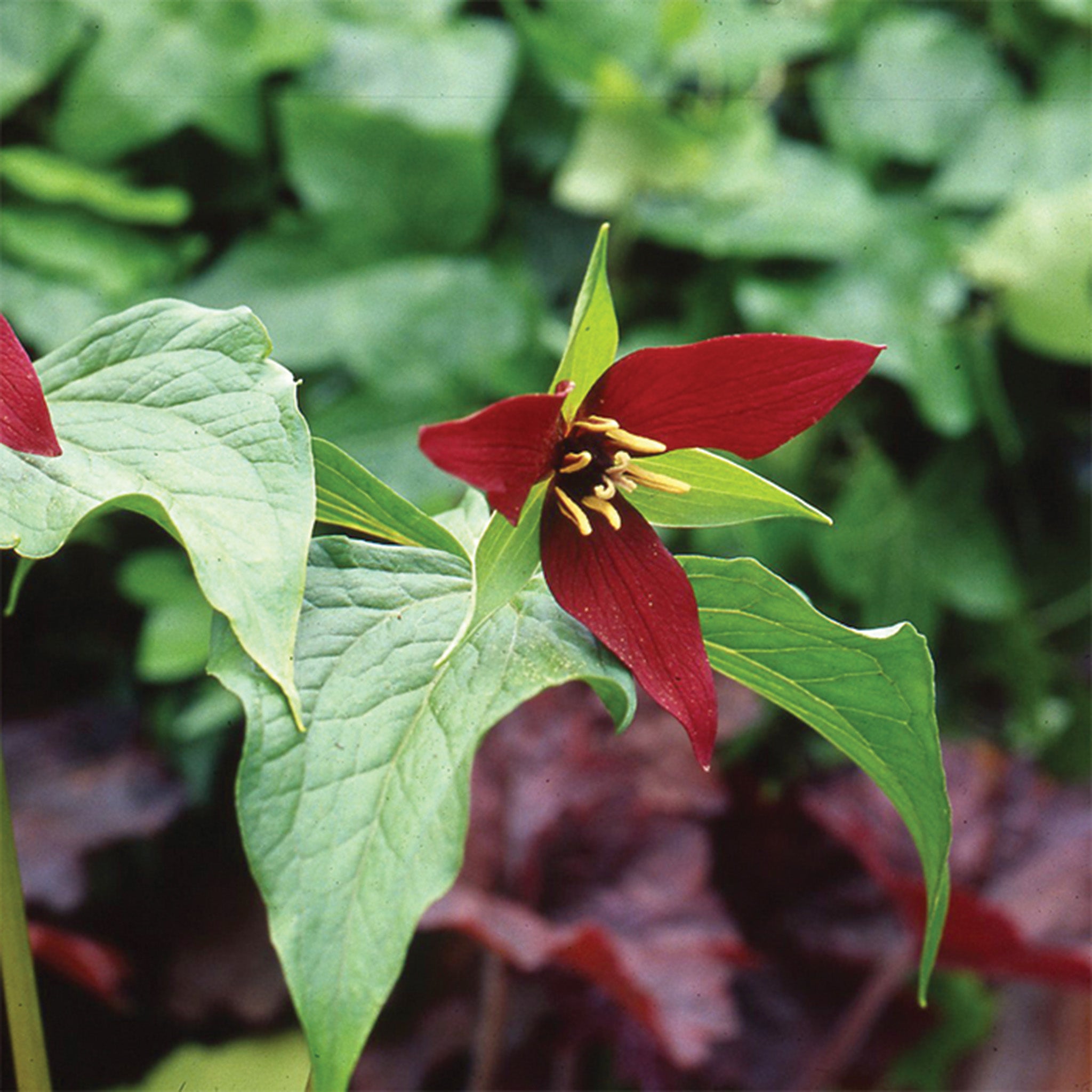 Wildflower, Purple Trillium