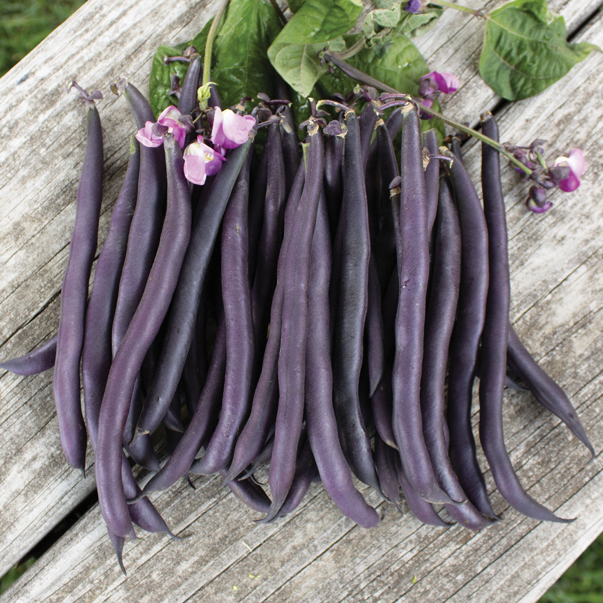 Bean, Bush, Purple Queen Improved