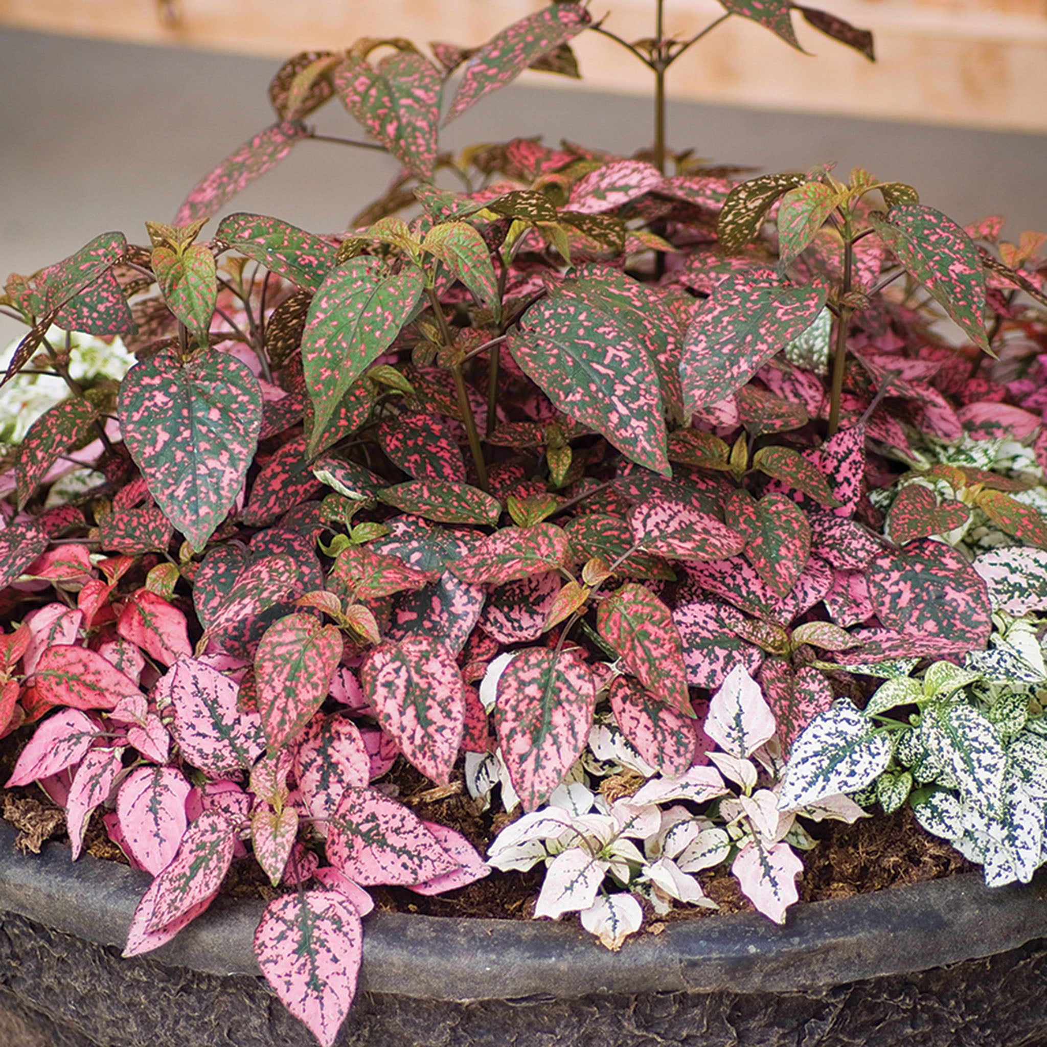 Hypoestes, Confetti Compact Mix