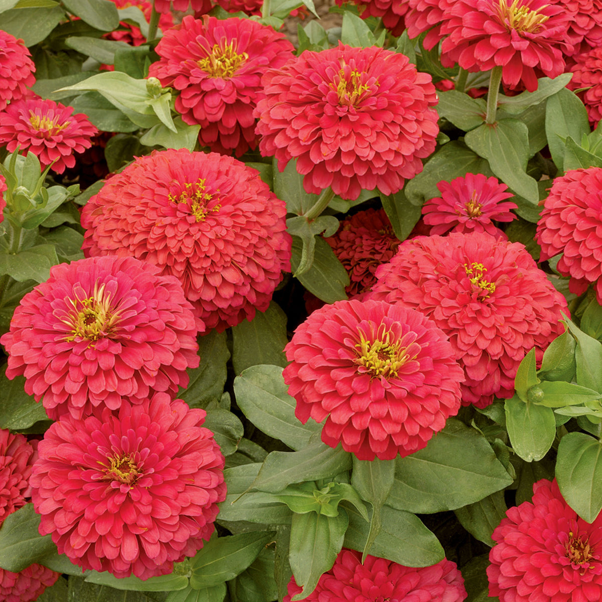 Zinnia, Magellan™ Coral Hybrid