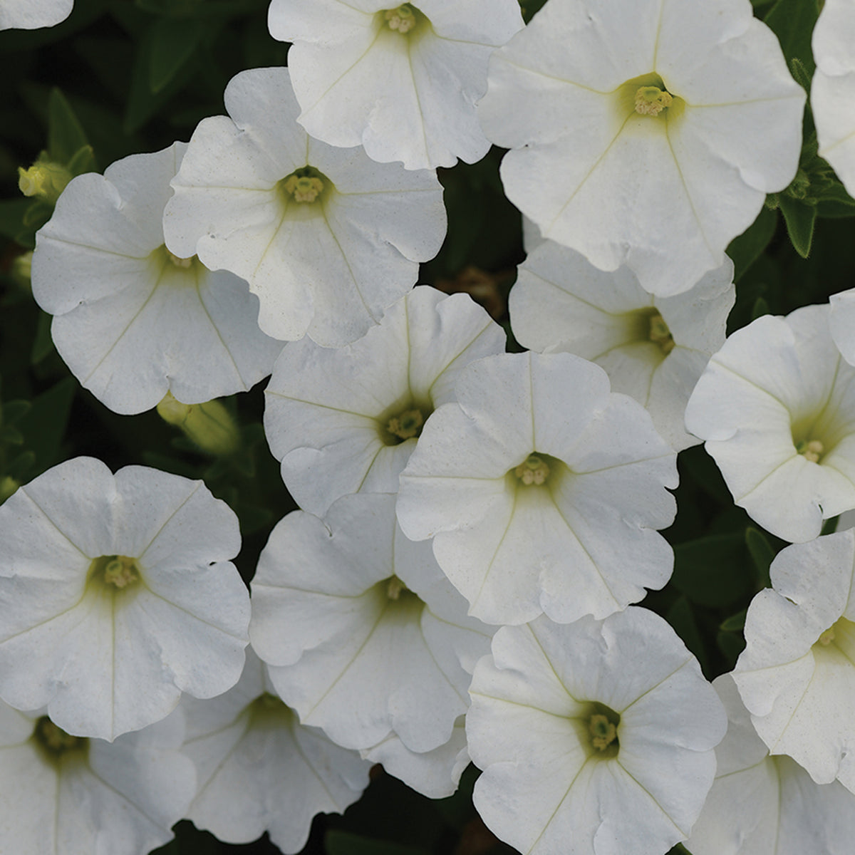 Petunia, Shock Wave® White Hybrid