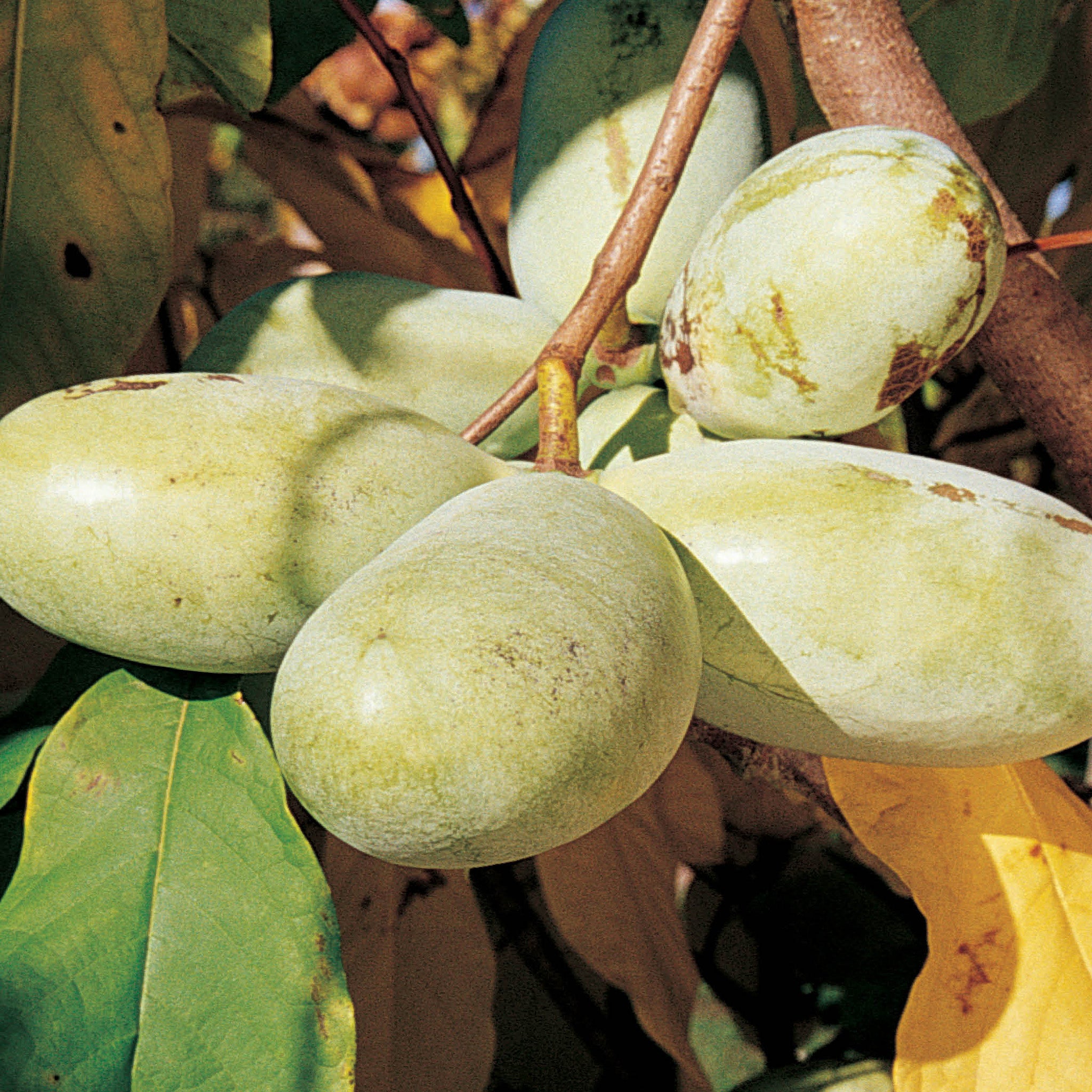 Pawpaw Offer #1