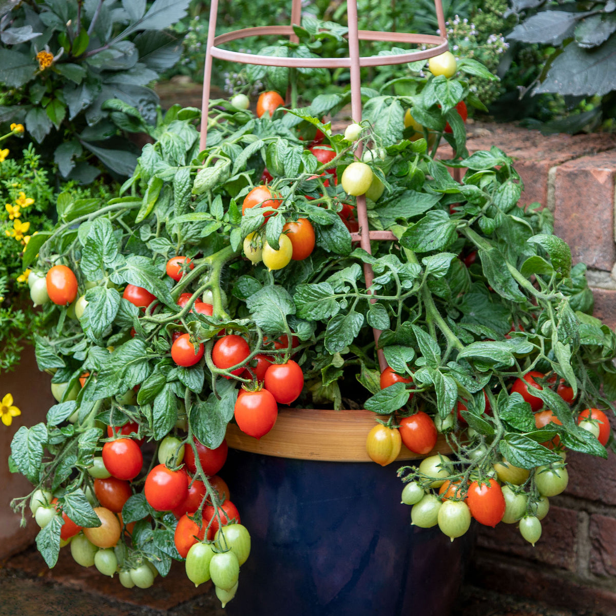 Tomato, Summer Dew Cherry Hybrid