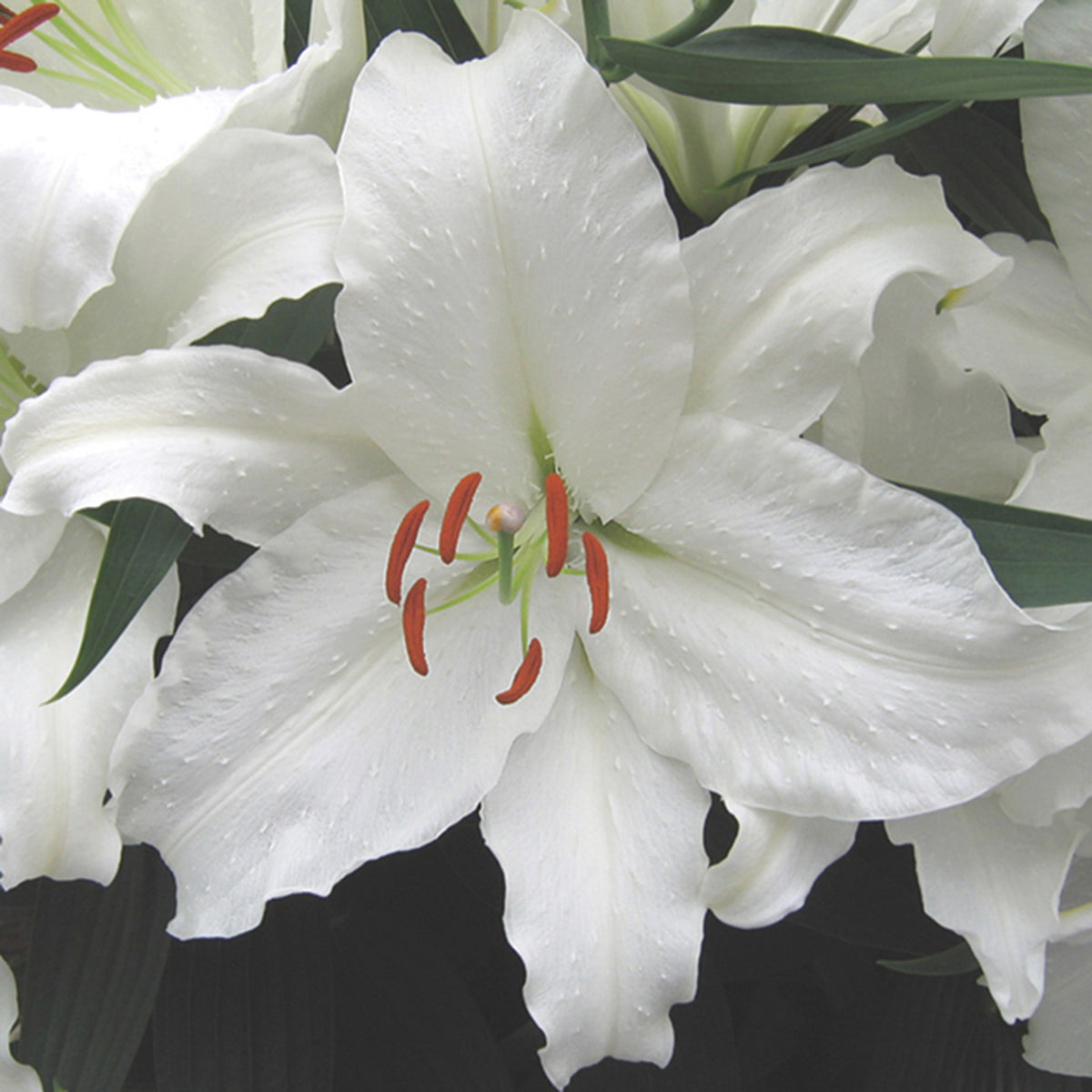 Lily, Oriental Hybrid, Casa Blanca, 5 Pack