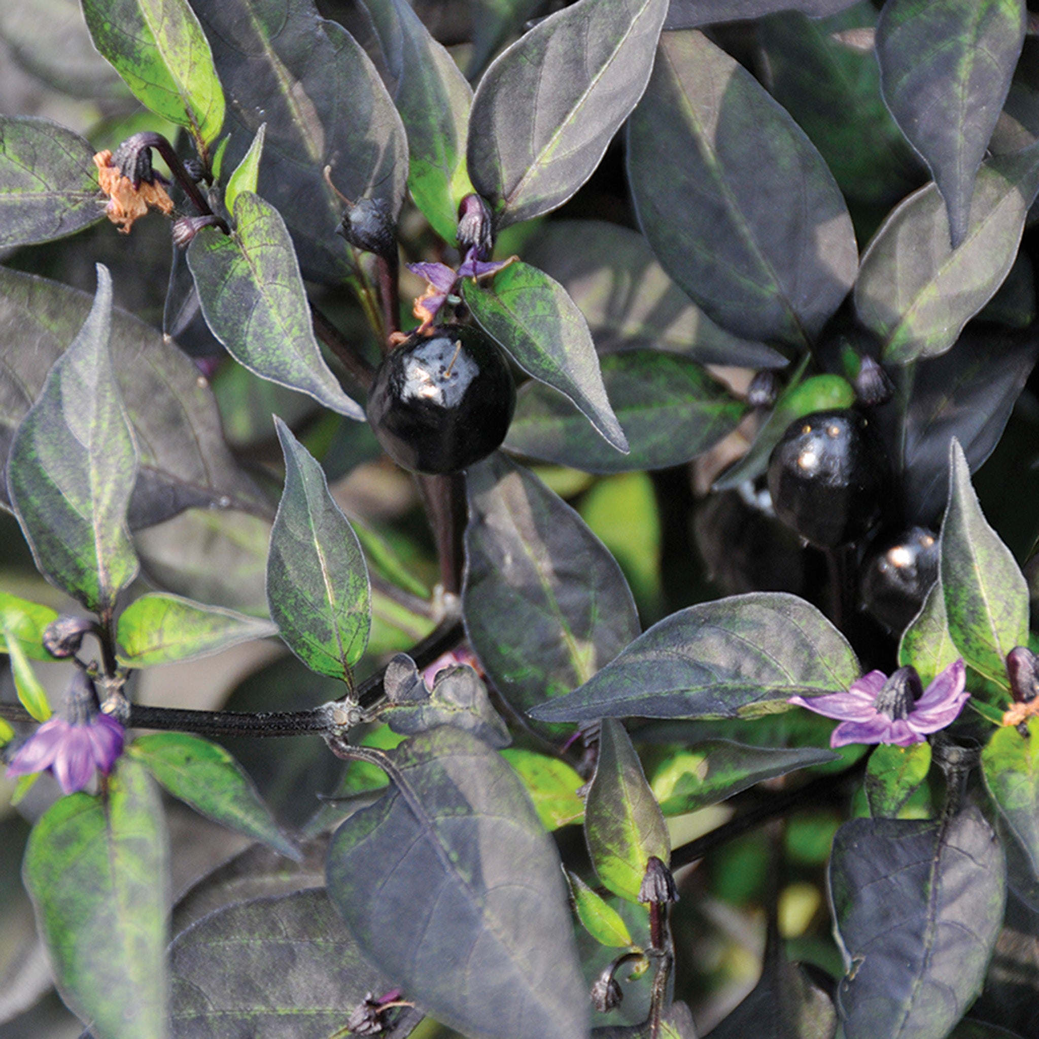 Pepper, Ornamental, Black Hawk Hybrid