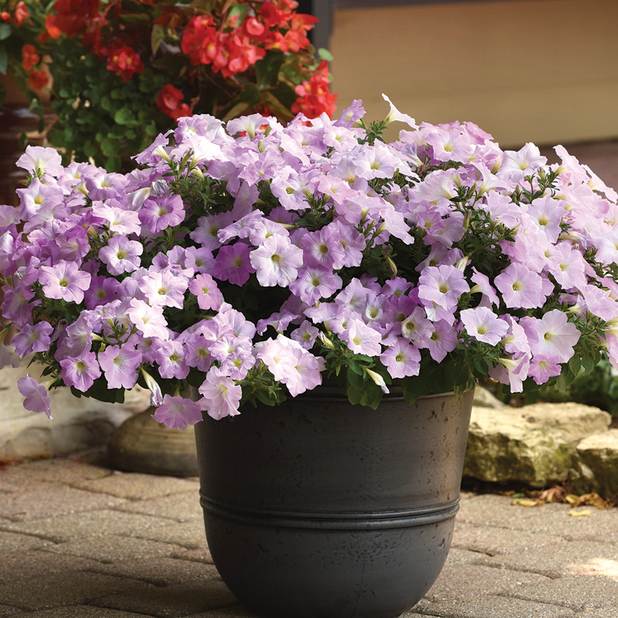 Petunia, Wave® Misty Lilac Hybrid