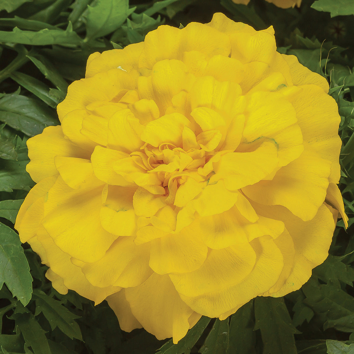 Marigold, Endurance™ Yellow Hybrid