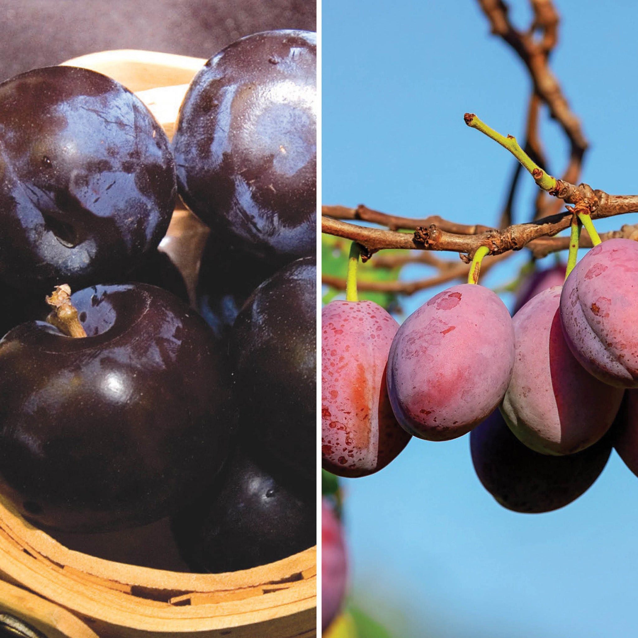 Plum Offer #1