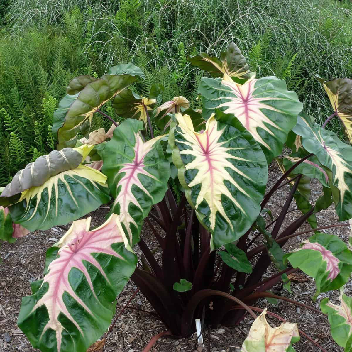Colocasia, Royal Hawaiian® Waikiki