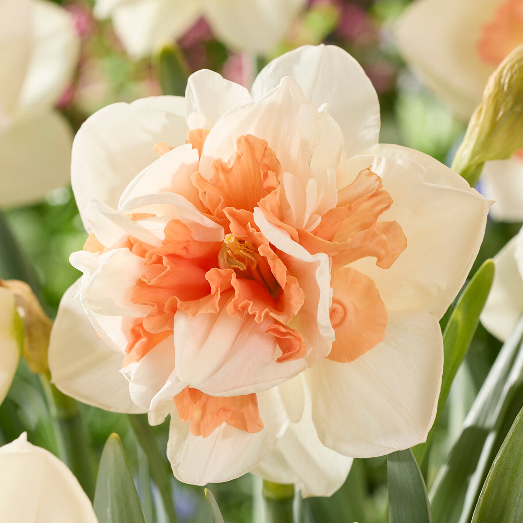 Daffodil, My Story, 10 Pack