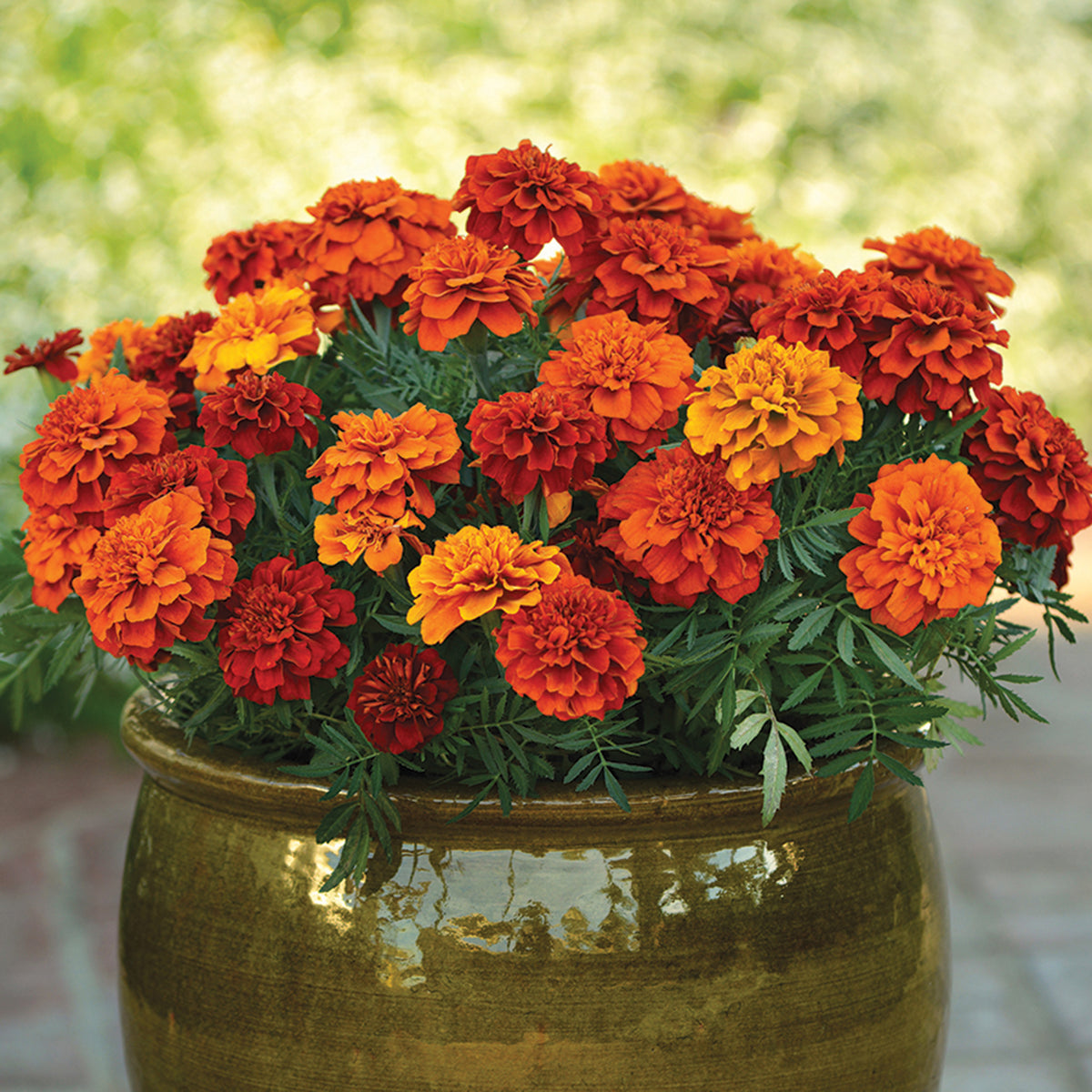 Marigold, Fireball