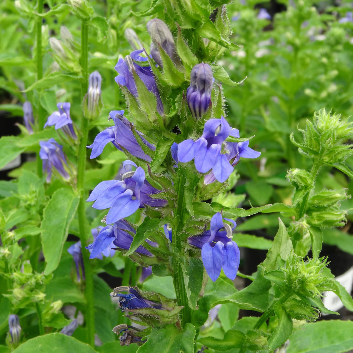 Lobelia, Great Blue