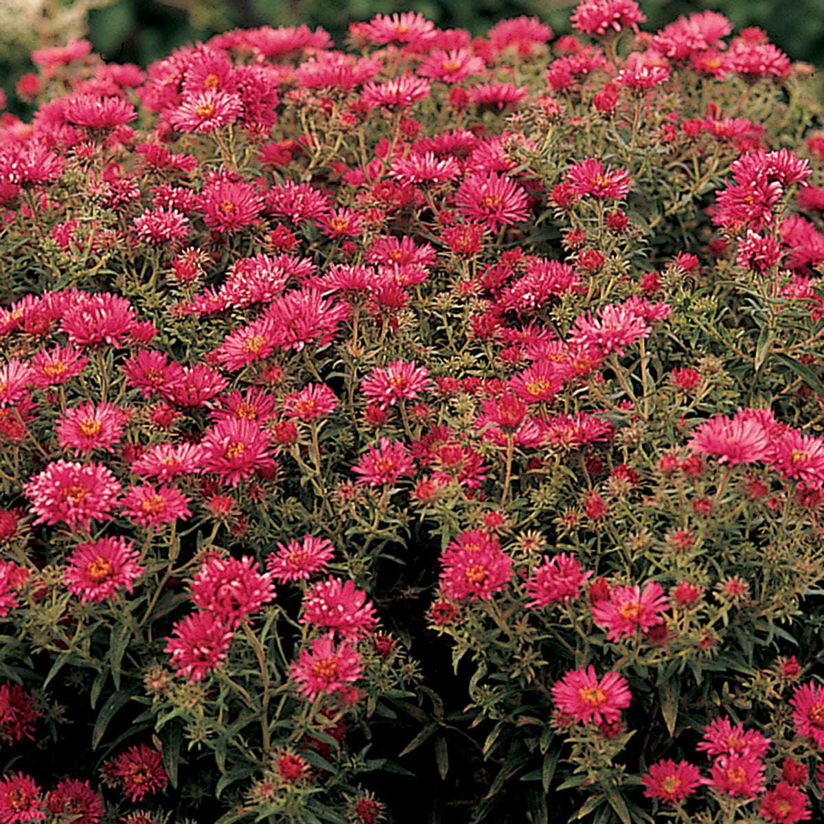 Aster, Alma Potschke