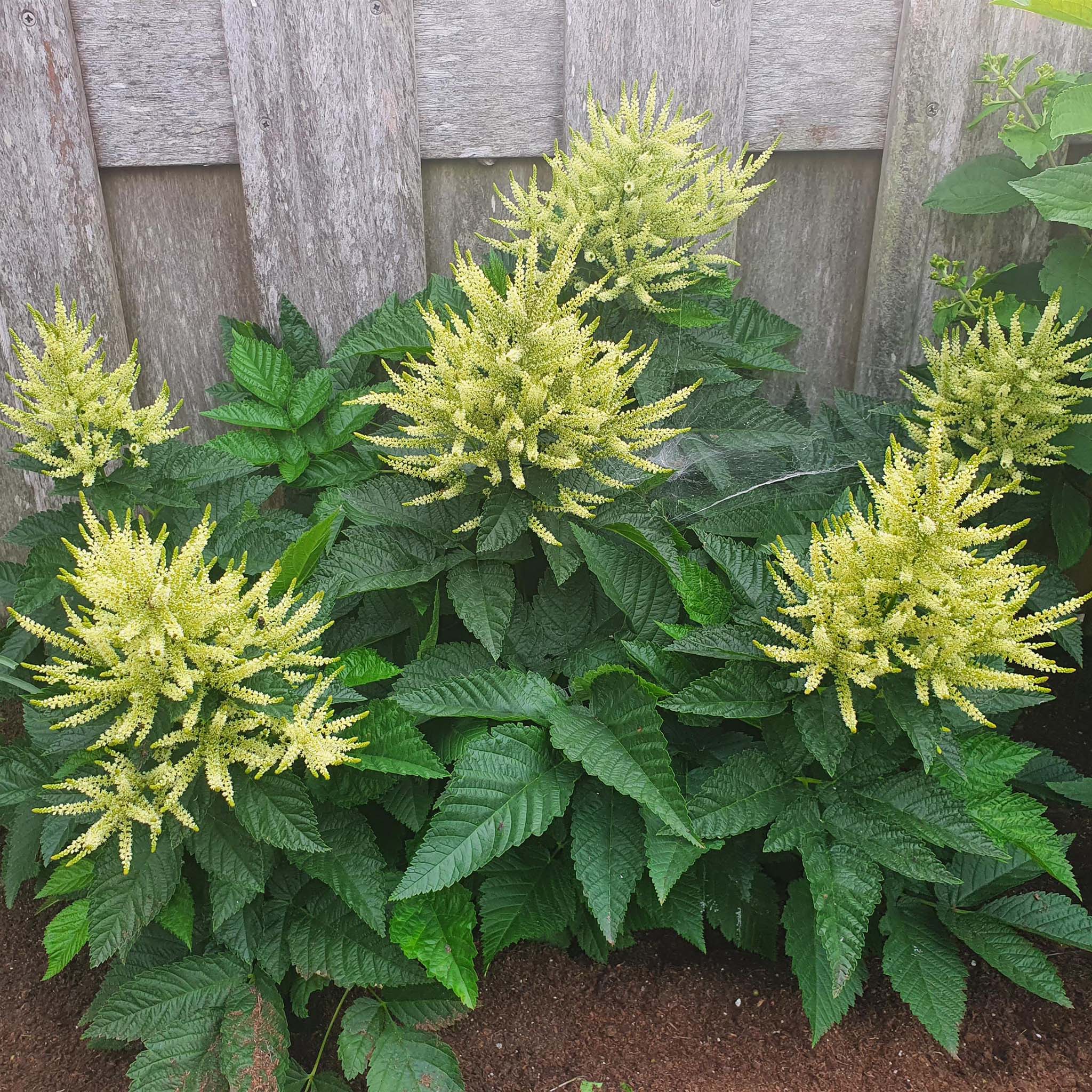 Aruncus, Sparkles