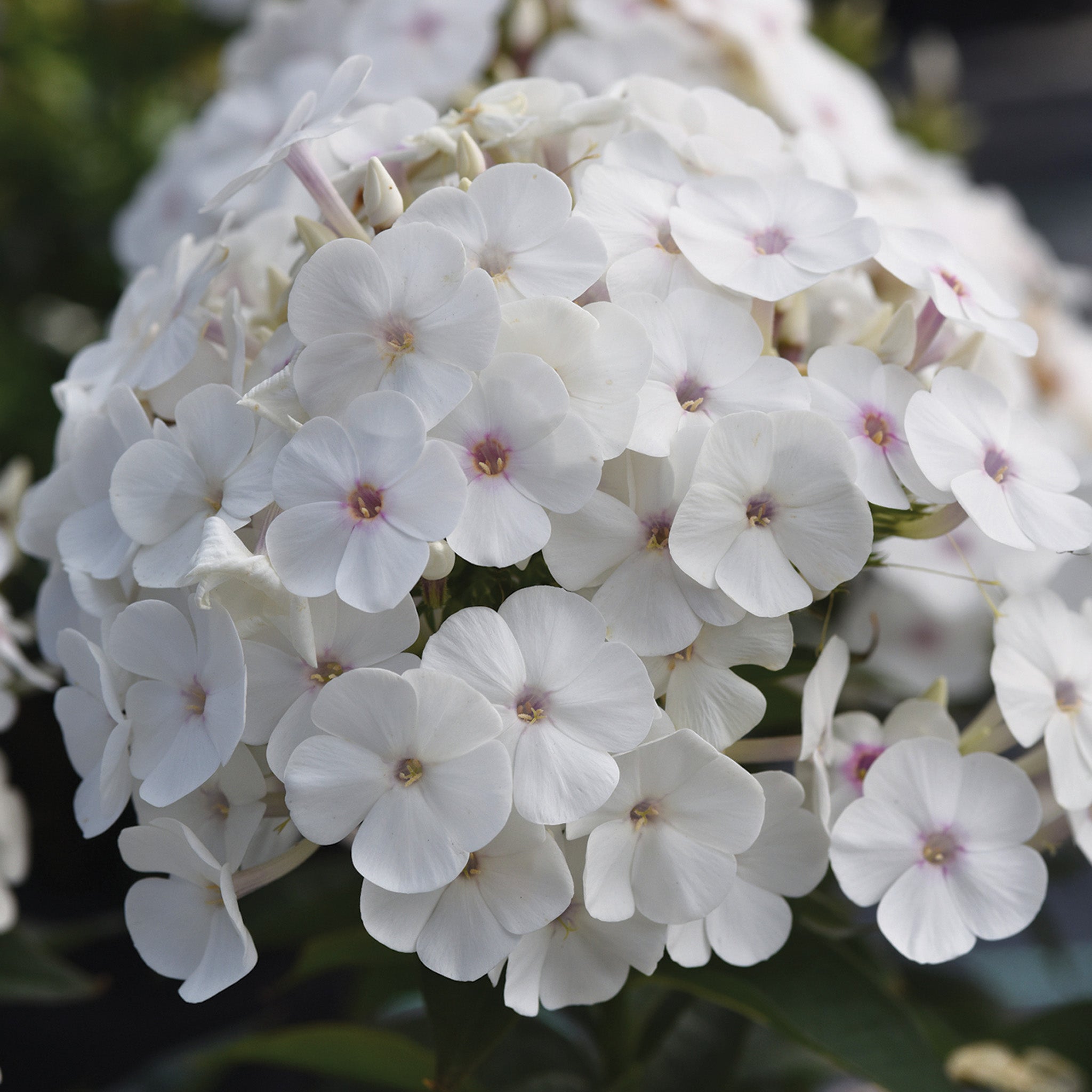 Phlox, Hardy Garden, Super Ka-Pow™ White
