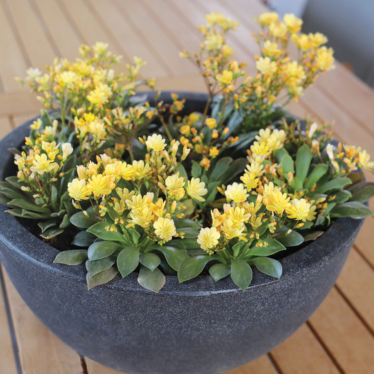 Lewisia, Elise Golden Yellow