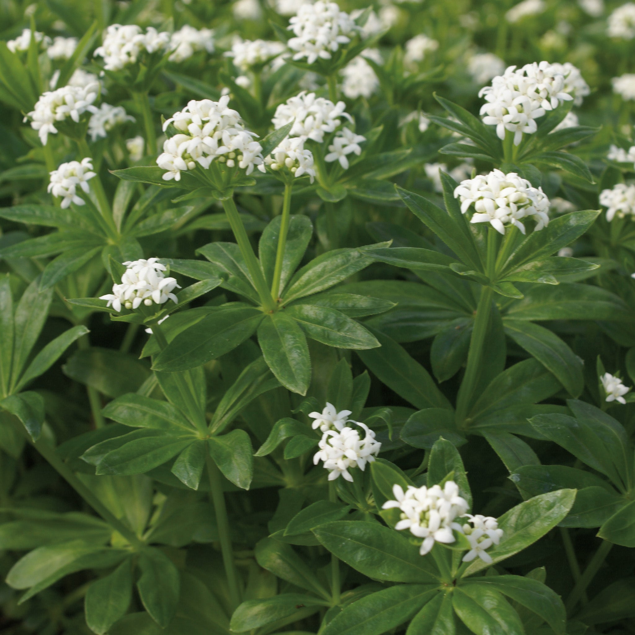 Sweet Woodruff, Pack of 3 Plants
