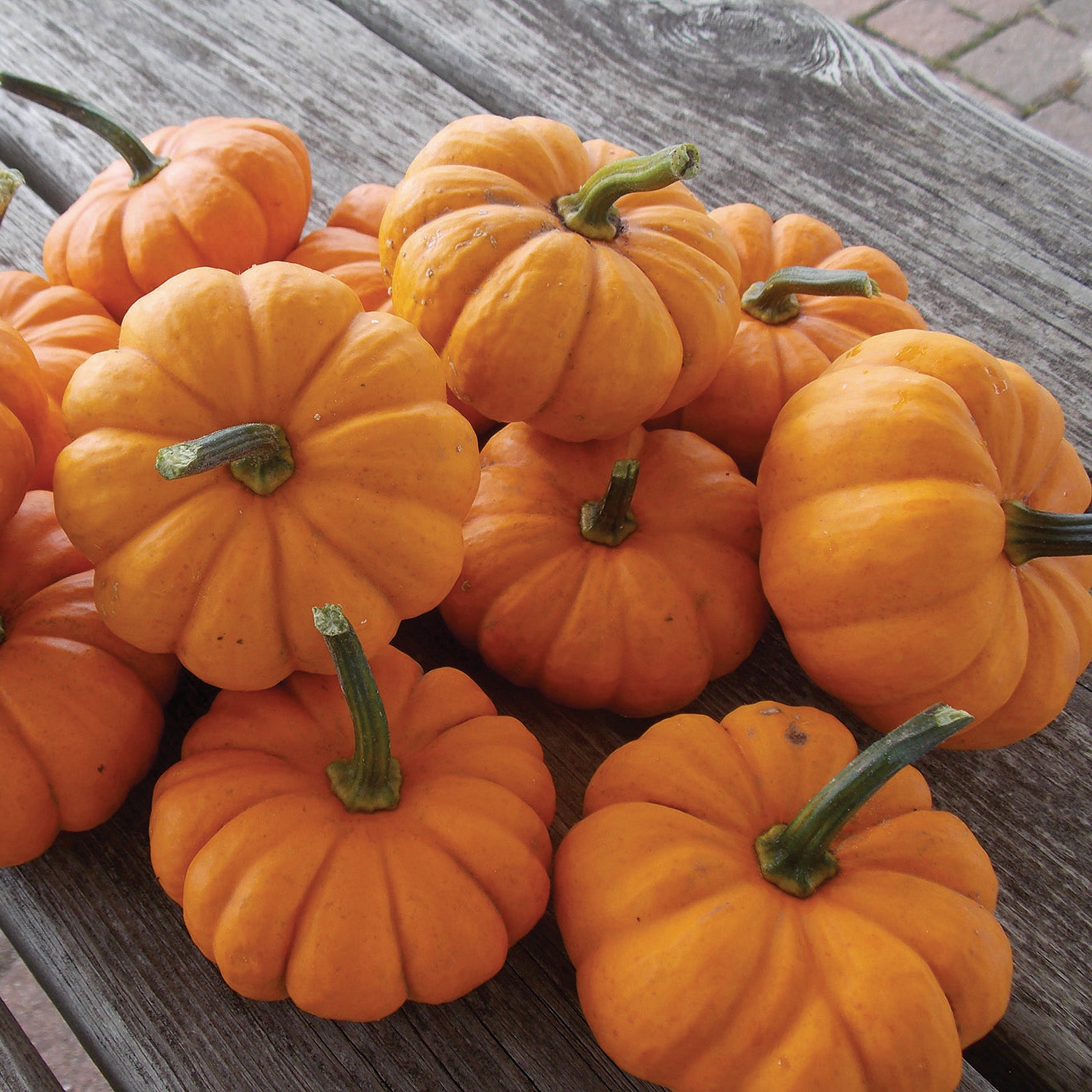 Pumpkin, Jack Be Little Organic