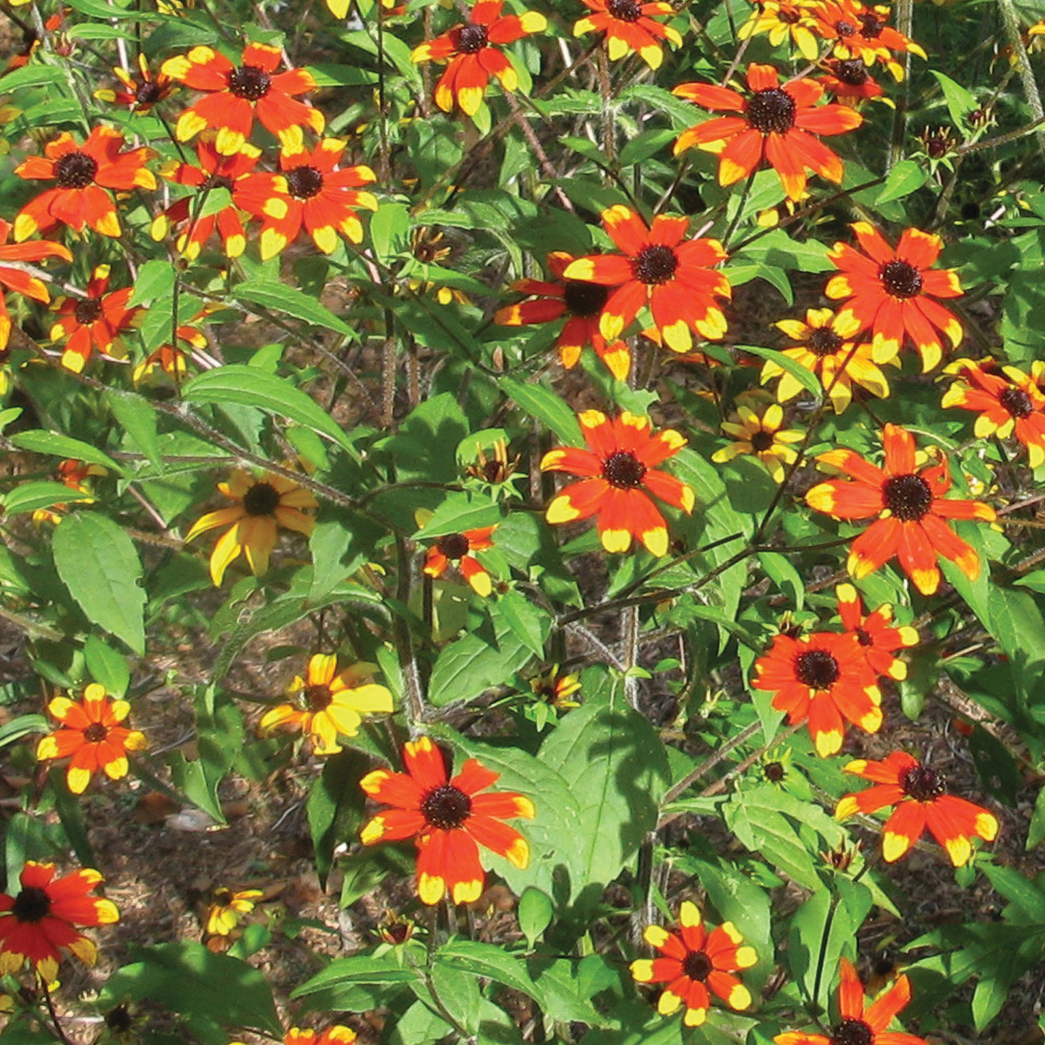 Rudbeckia, Prairie Glow