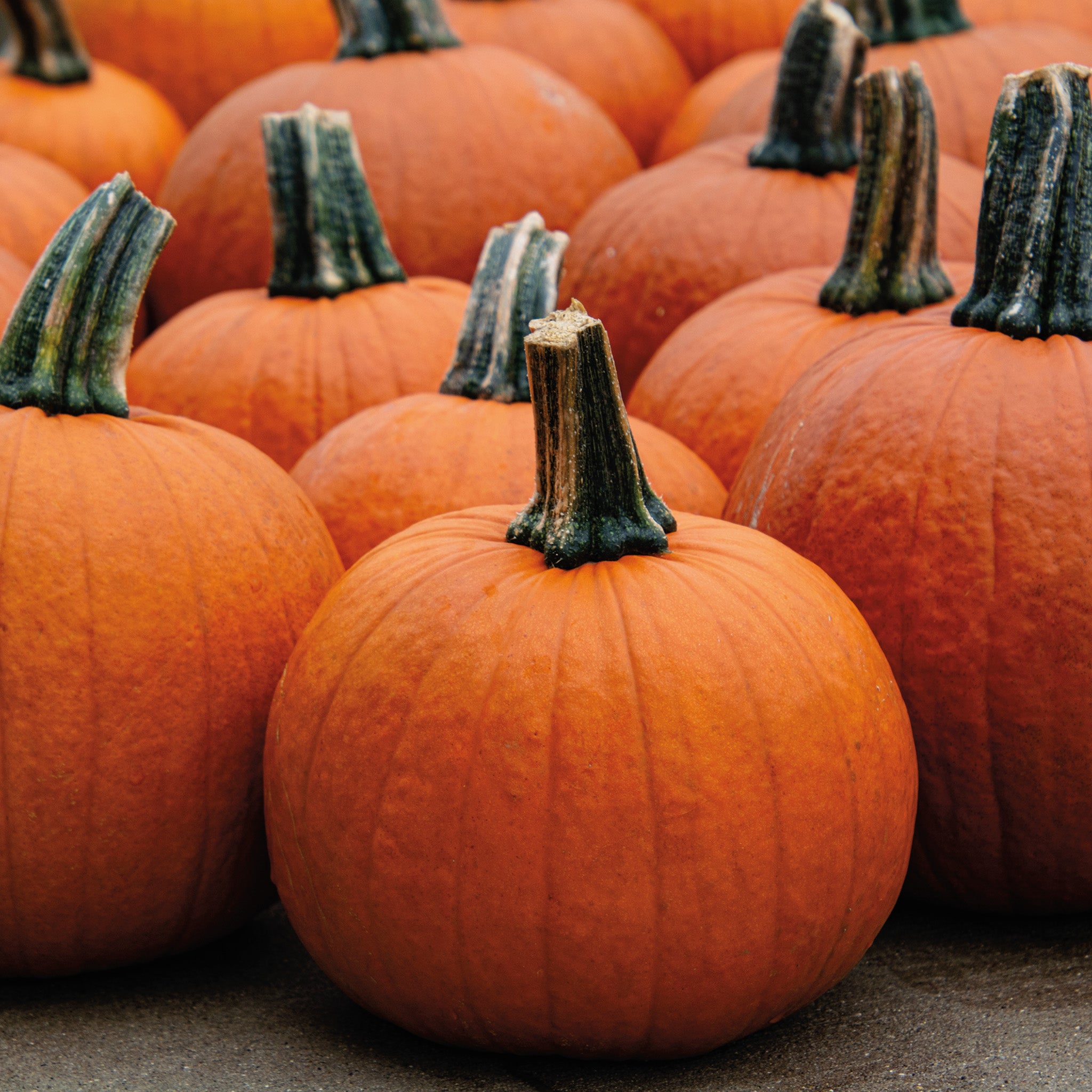 Buy Pumpkin Seeds Online | Jack-o-Lantern, Pie & Specialty